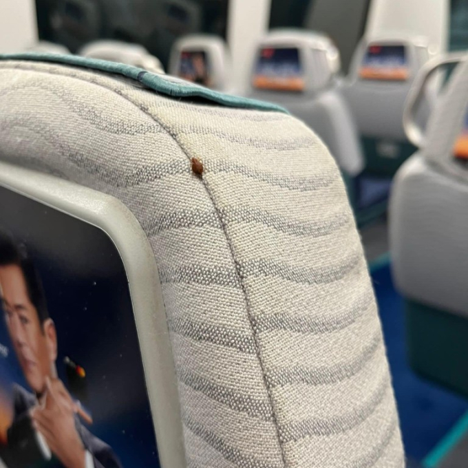 Rệp hút máu lan rộng và càn quét khắp châu Á: Xuất hiện khắp nơi gây ám ảnh, thuốc diệt bán nhiều gấp 172 lần vẫn không đủ-3