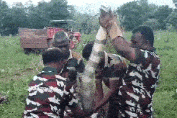 Gia đình tá hỏa phát hiện rắn hổ mang nằm trên giường ngủ-1