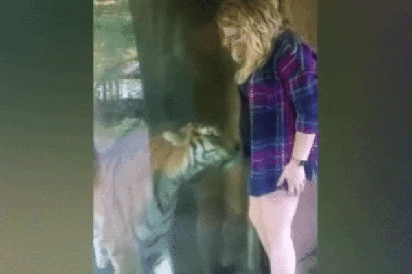 Người đàn ông may mắn thoát nạn khi chạm trán hổ dữ ngay trên đường-1