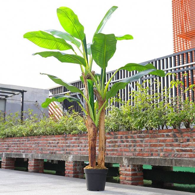 Trồng cây chuối trước nhà có được không? 10 người thì 9 người trả lời sai-2