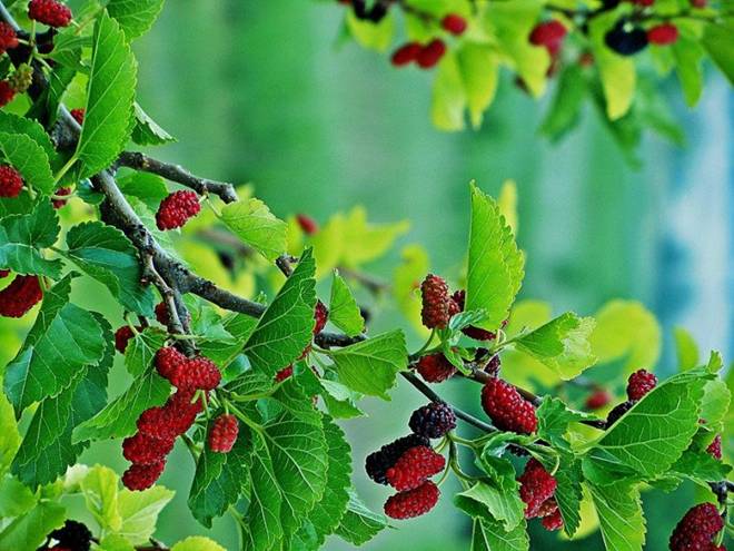 Trồng cây chuối trước nhà có được không? 10 người thì 9 người trả lời sai-4