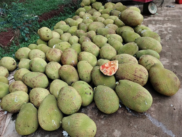 Giá mít ruột đỏ tụt dốc không phanh, sau 10 ngày giảm còn một nửa-2