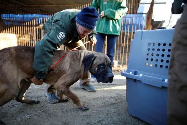 Hàn Quốc dứt khoát về việc cấm ăn thịt chó-1