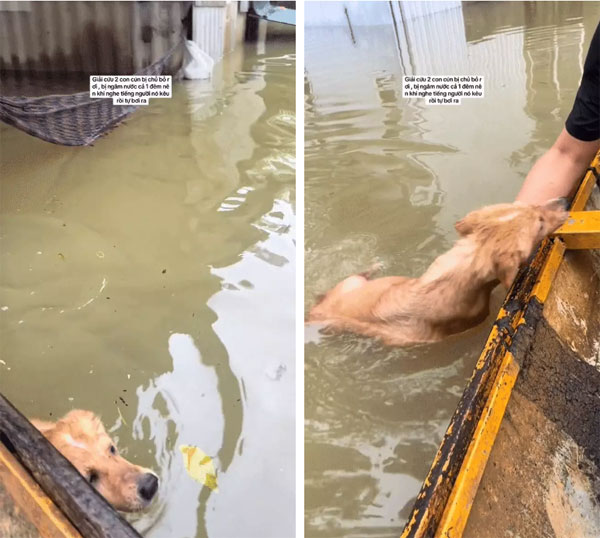 3 triệu người xem clip giải cứu 2 chú cún đang lạnh cóng trong mưa lụt ở Huế, cái kết khiến netizen vỡ òa-2