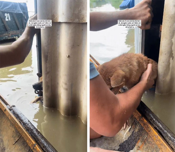 3 triệu người xem clip giải cứu 2 chú cún đang lạnh cóng trong mưa lụt ở Huế, cái kết khiến netizen vỡ òa-3