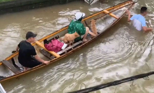 3 triệu người xem clip giải cứu 2 chú cún đang lạnh cóng trong mưa lụt ở Huế, cái kết khiến netizen vỡ òa-4