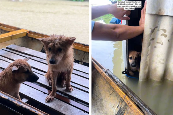 3 triệu người xem clip giải cứu 2 chú cún đang lạnh cóng trong mưa lụt ở Huế, cái kết khiến netizen vỡ òa-5