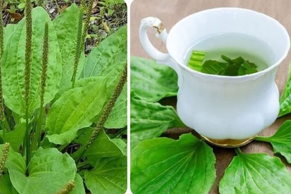 Công dụng của cây mã đề với sức khoẻ-1