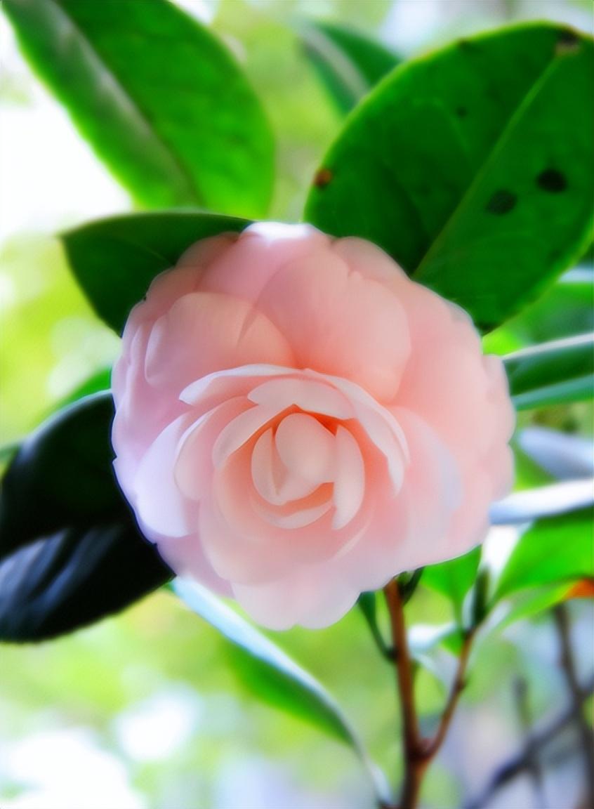 Muốn hoa trà nở đúng Tết, đây là 6 lưu ý cần nhớ khi trồng cây-1