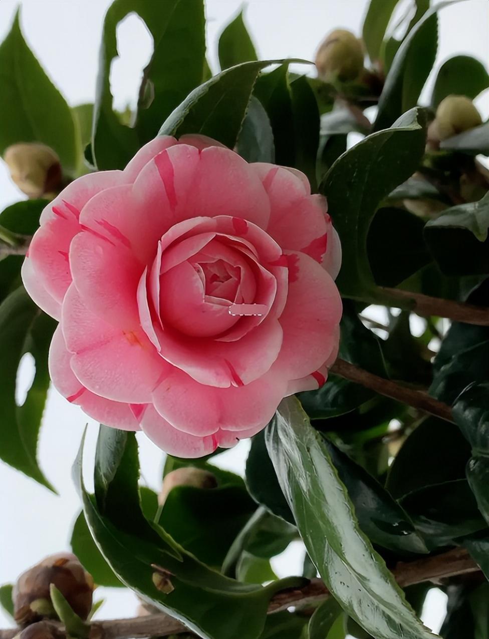 Muốn hoa trà nở đúng Tết, đây là 6 lưu ý cần nhớ khi trồng cây-7