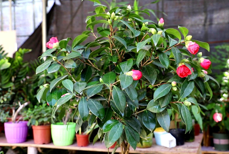 Vietnamnetttol.vn 6 Tips For Proper Tea Planting To Bloom In The New Year's Festival