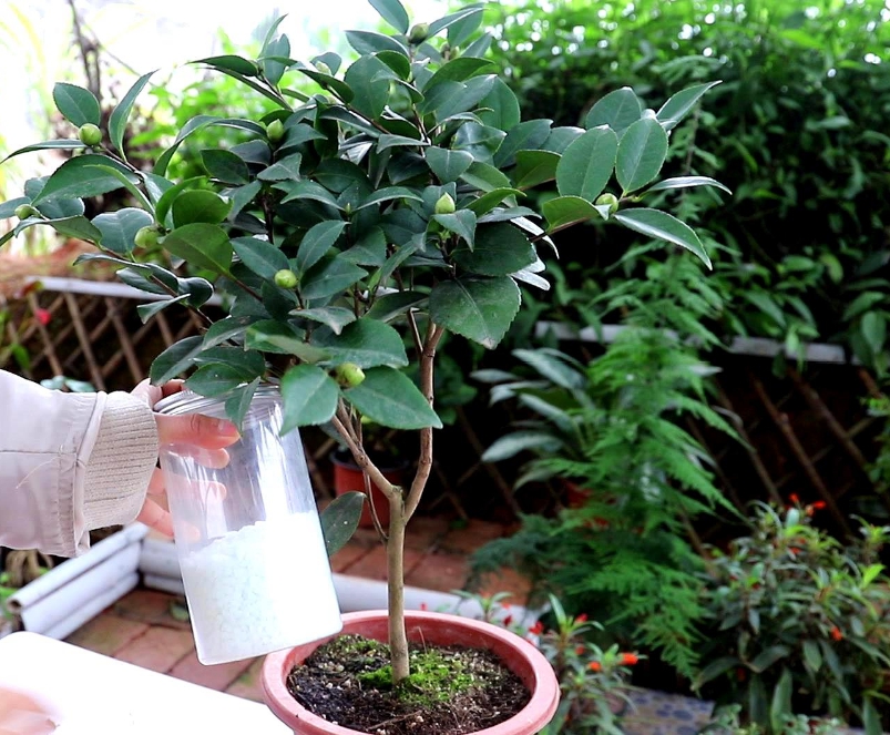 Muốn hoa trà nở đúng Tết, đây là 6 lưu ý cần nhớ khi trồng cây-5