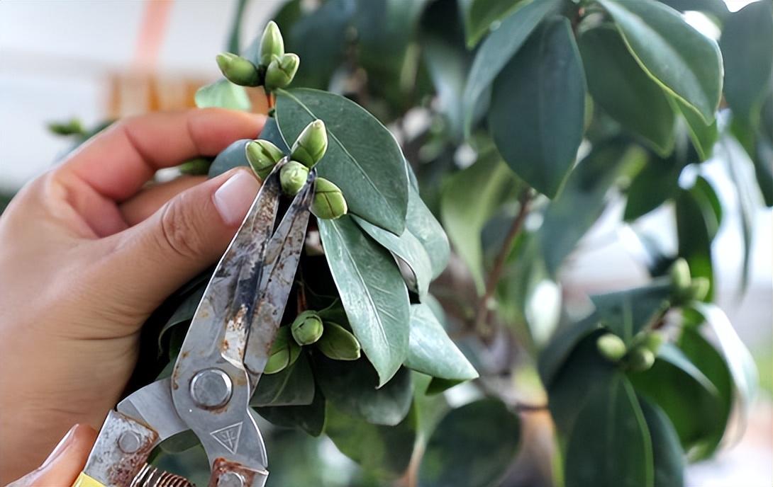 Muốn hoa trà nở đúng Tết, đây là 6 lưu ý cần nhớ khi trồng cây-6