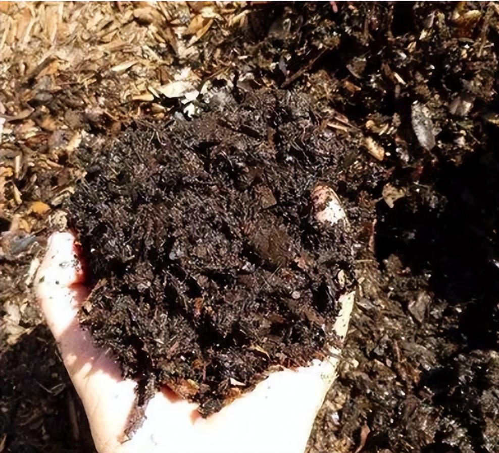 Muốn hoa trà nở đúng Tết, đây là 6 lưu ý cần nhớ khi trồng cây-2