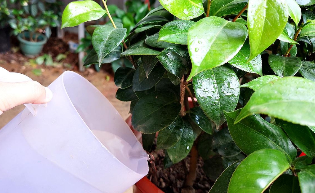 Muốn hoa trà nở đúng Tết, đây là 6 lưu ý cần nhớ khi trồng cây-4