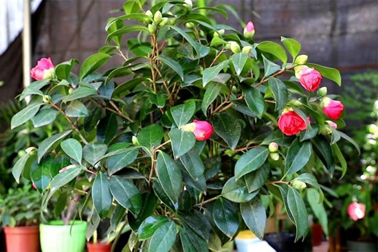 Muốn hoa trà nở đúng Tết, đây là 6 lưu ý cần nhớ khi trồng cây