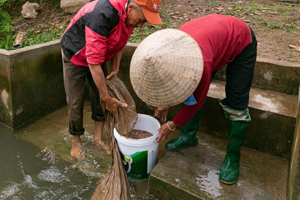 Loại thần dược phòng the” béo mũm mĩm khiến dân đổ xô tìm, kiếm tiền triệu mỗi ngày-13