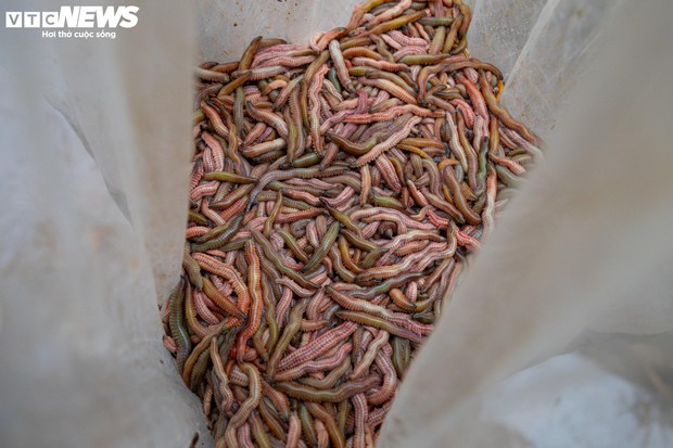 Kiếm hơn 200 triệu đồng chỉ sau một ngày vớt lộc trời-17