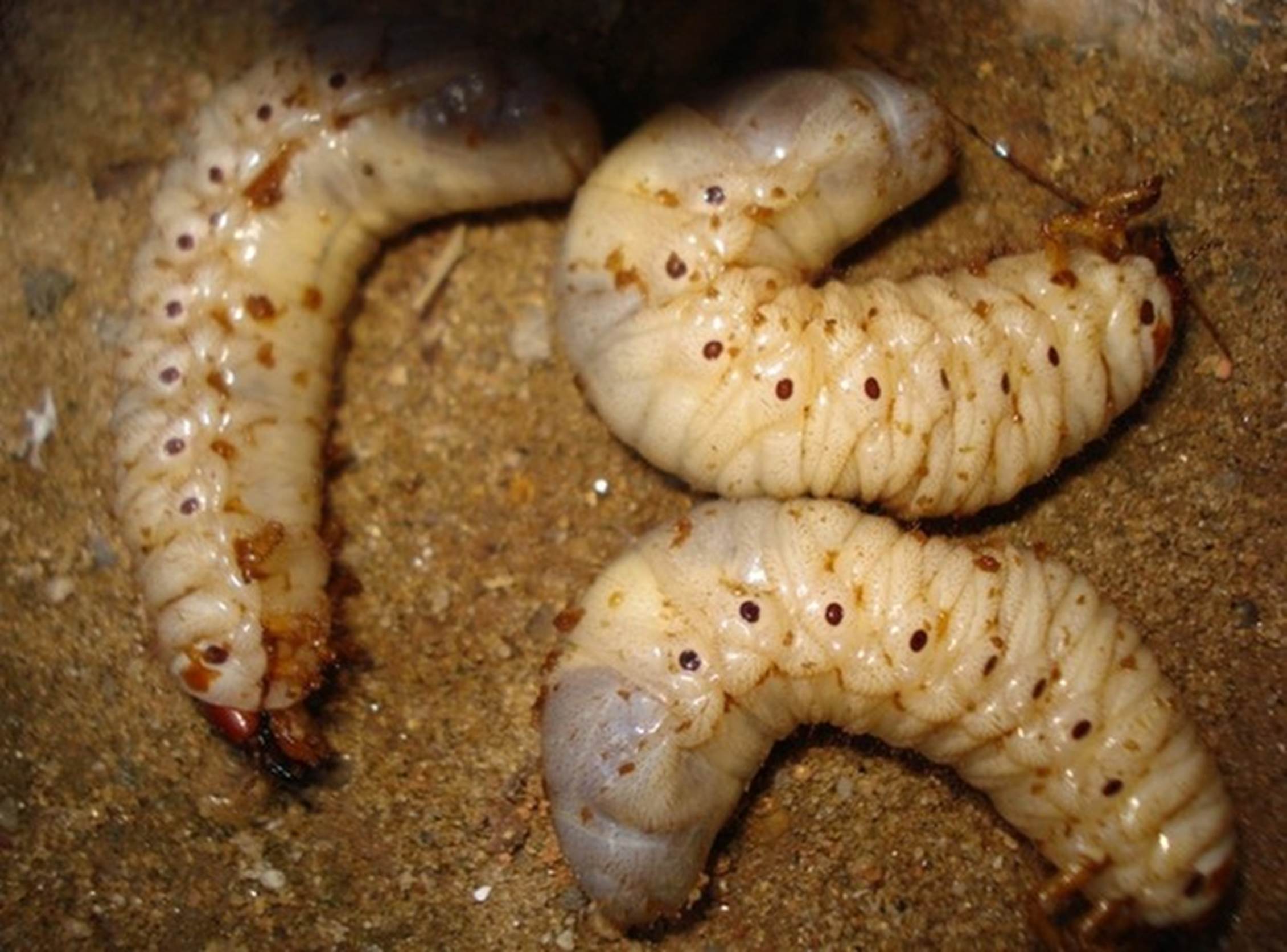 Loại thần dược phòng the” béo mũm mĩm khiến dân đổ xô tìm, kiếm tiền triệu mỗi ngày-2