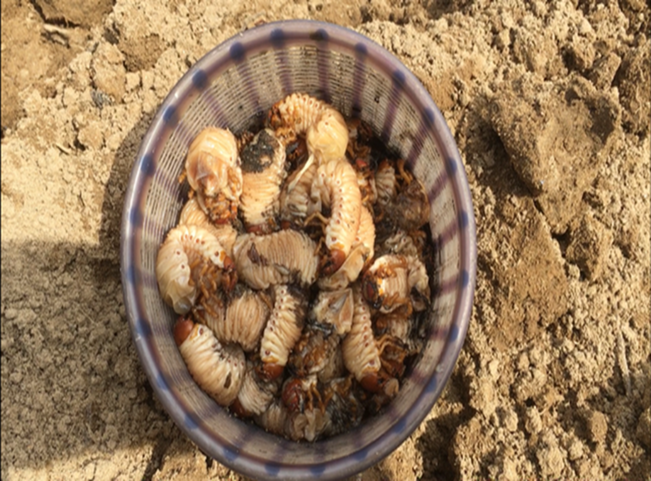 Loại thần dược phòng the” béo mũm mĩm khiến dân đổ xô tìm, kiếm tiền triệu mỗi ngày-1