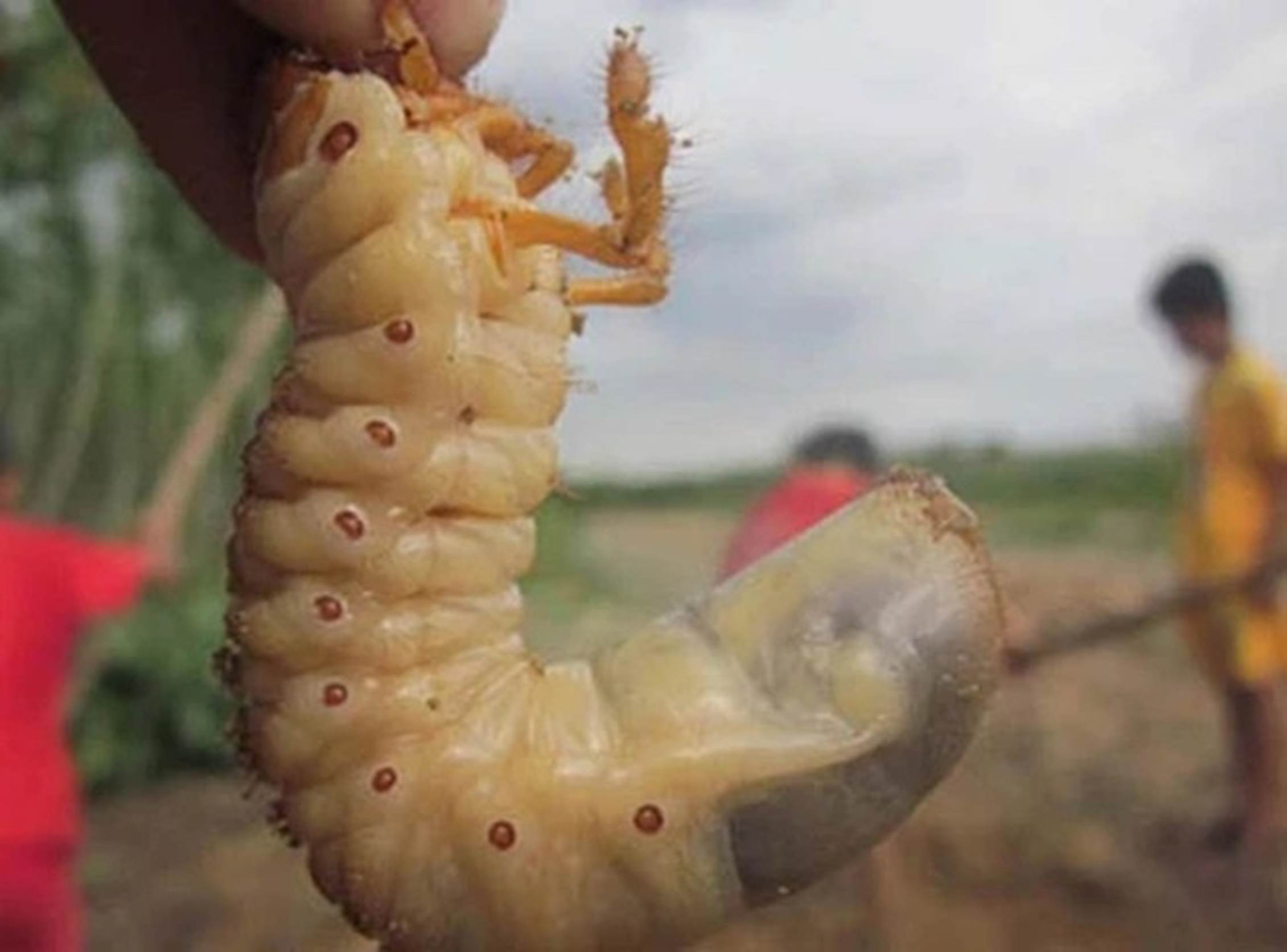 Loại thần dược phòng the” béo mũm mĩm khiến dân đổ xô tìm, kiếm tiền triệu mỗi ngày-3