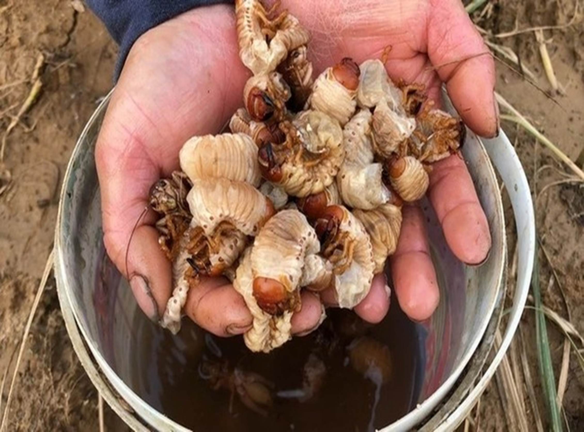 Loại thần dược phòng the” béo mũm mĩm khiến dân đổ xô tìm, kiếm tiền triệu mỗi ngày-4