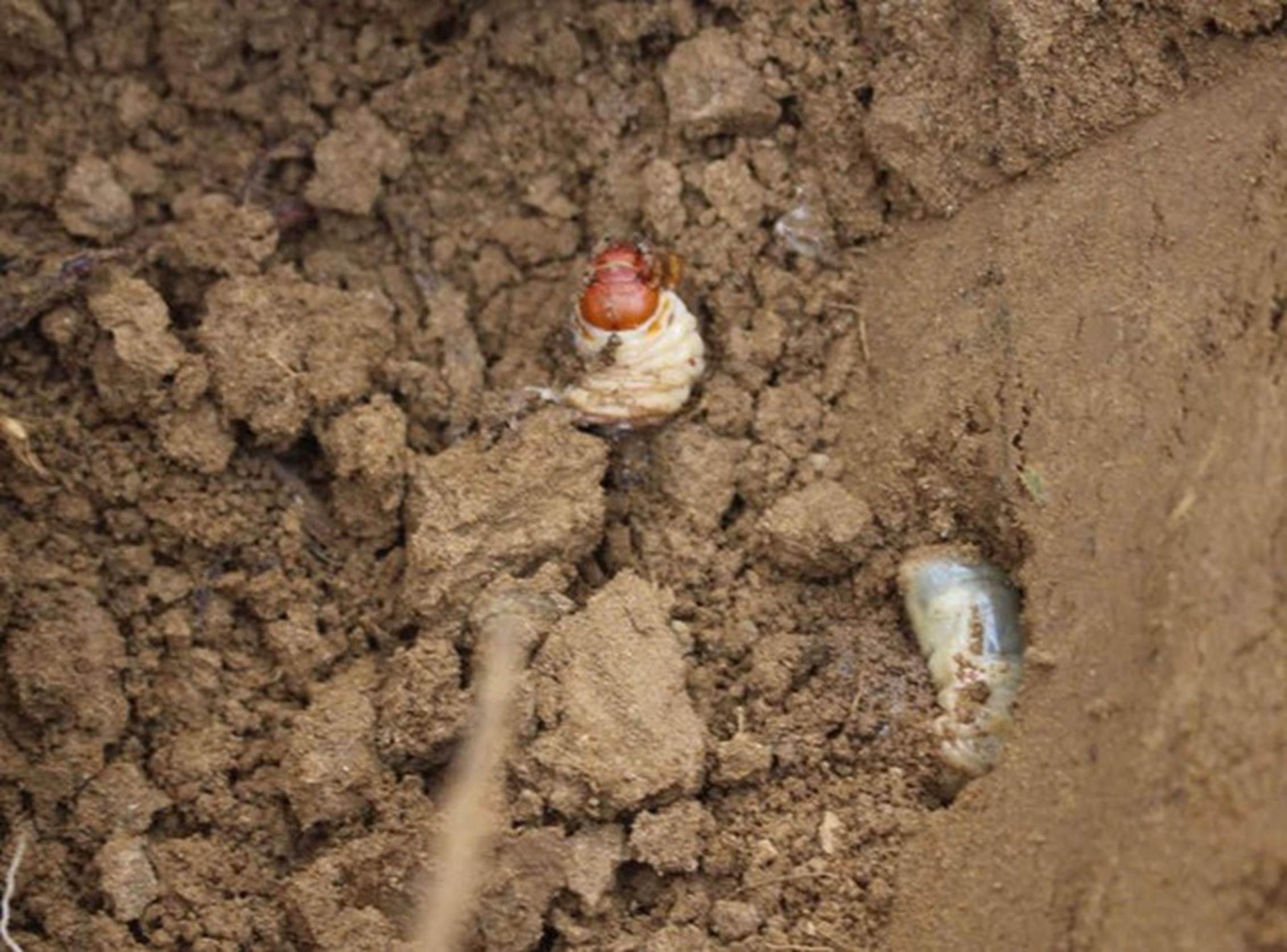 Loại thần dược phòng the” béo mũm mĩm khiến dân đổ xô tìm, kiếm tiền triệu mỗi ngày-6