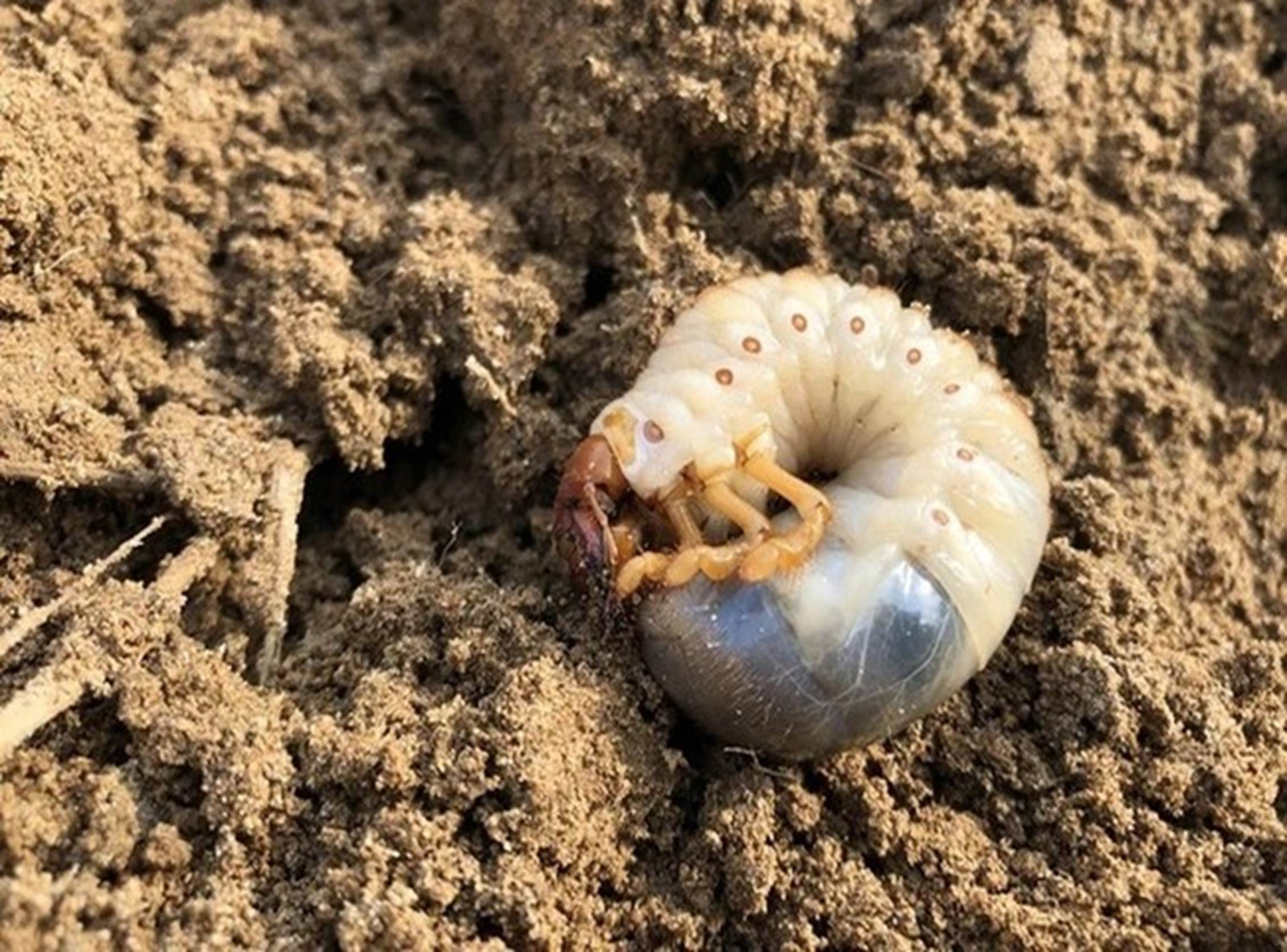 Loại thần dược phòng the” béo mũm mĩm khiến dân đổ xô tìm, kiếm tiền triệu mỗi ngày-7