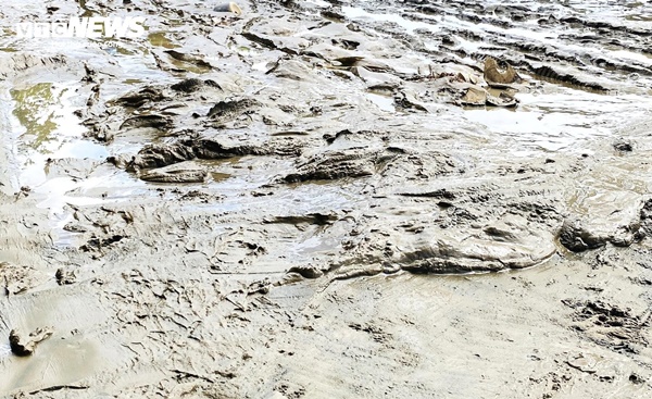 5 ngày đón 2 đợt lũ, dân phố cổ Hội An quay cuồng dọn bùn non-4