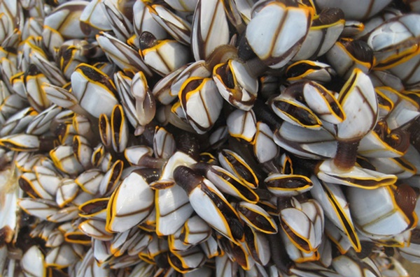 Đặc sản ngón tay của quỷ giá gần 4 triệu/kg, muốn mua cũng khó-1