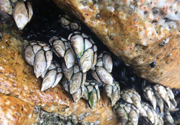 Đặc sản ngón tay của quỷ giá gần 4 triệu/kg, muốn mua cũng khó-2