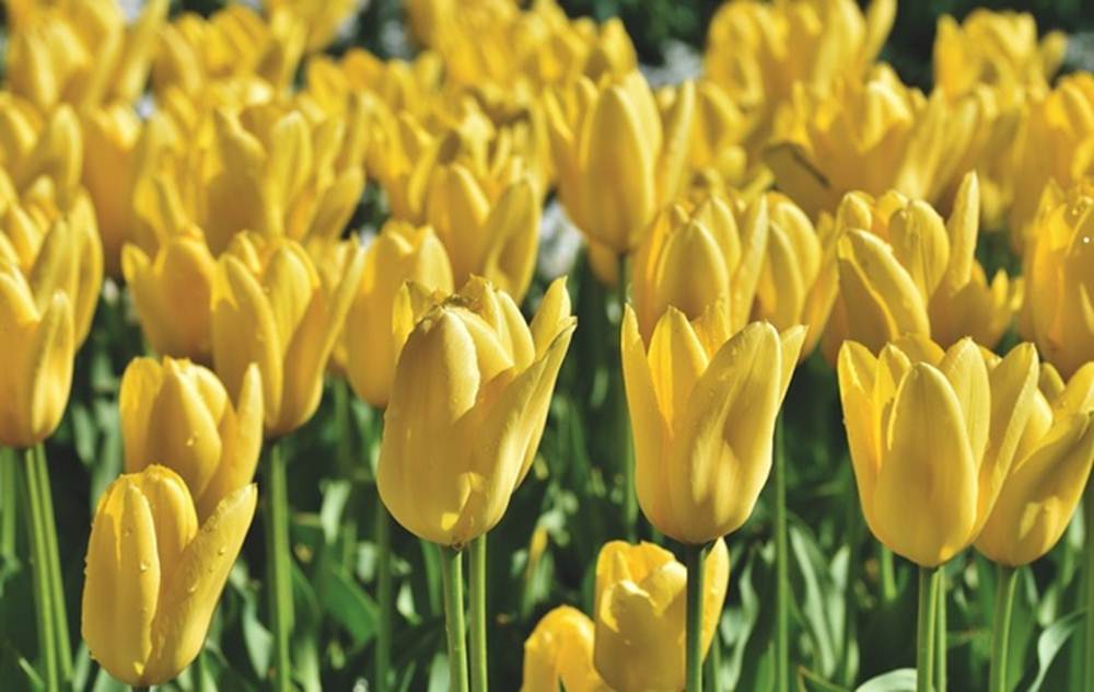 Nỗ lực không ngừng nghỉ, cuối năm 2023, 3 con giáp không còn nghèo đói, đón Tết tưng bừng-1