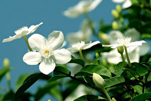 Nỗ lực không ngừng nghỉ, cuối năm 2023, 3 con giáp không còn nghèo đói, đón Tết tưng bừng-3