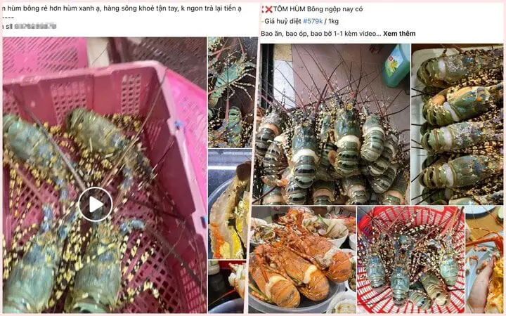 Tôm hùm bông giảm giá thảm vẫn ế, ngư dân như ngồi trên đống lửa-2