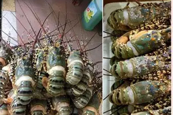 Loài cá xấu xí nhất thế giới, nay lên đĩa thành hải sản giá gần 2 triệu đồng-4