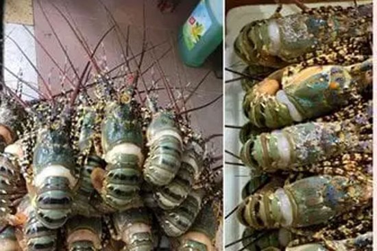 Tôm hùm bông giảm giá thảm vẫn ế, ngư dân như ngồi trên đống lửa