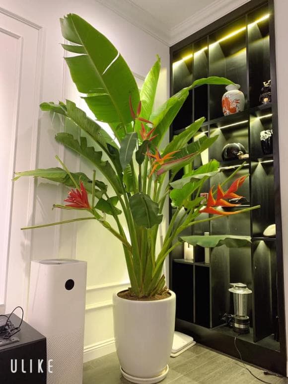 Nam ca sĩ từng giảm béo bằng việc cắt bỏ 80% dạ dày khoe toàn cảnh không gian sống, nhìn đủ biết chủ nhân chăm chút cỡ nào-8