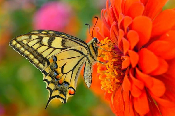 Trước Tết Nguyên đán, 4 con giáp thoát khó khăn, tiền đầy túi, tình đầy tim, không có gì phải lo lắng-5