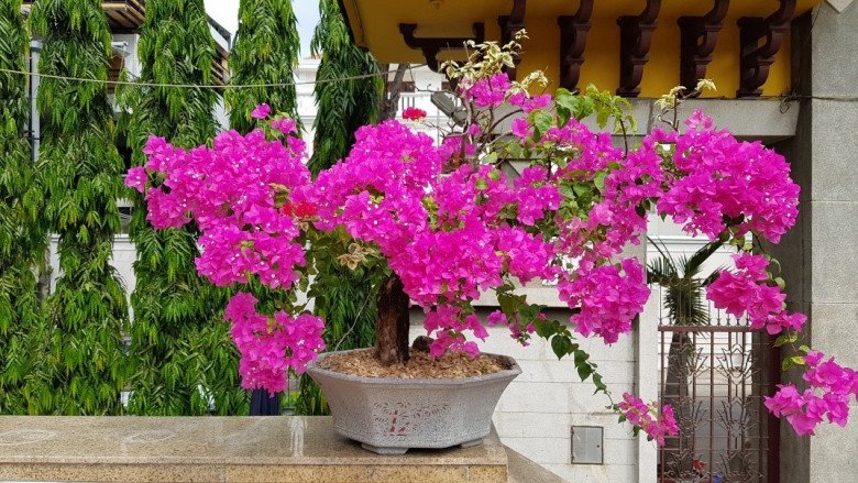 Để hoa giấy nở nhiều đúng dịp Tết, hãy nhớ quy tắc 1 nhiều – 1 ít” này-1