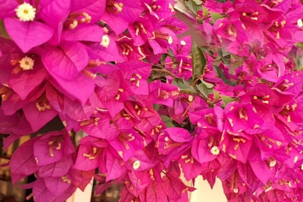 Trồng hoa giấy đừng mắc 4 sai lầm” này, cây trĩu hoa quanh năm-7