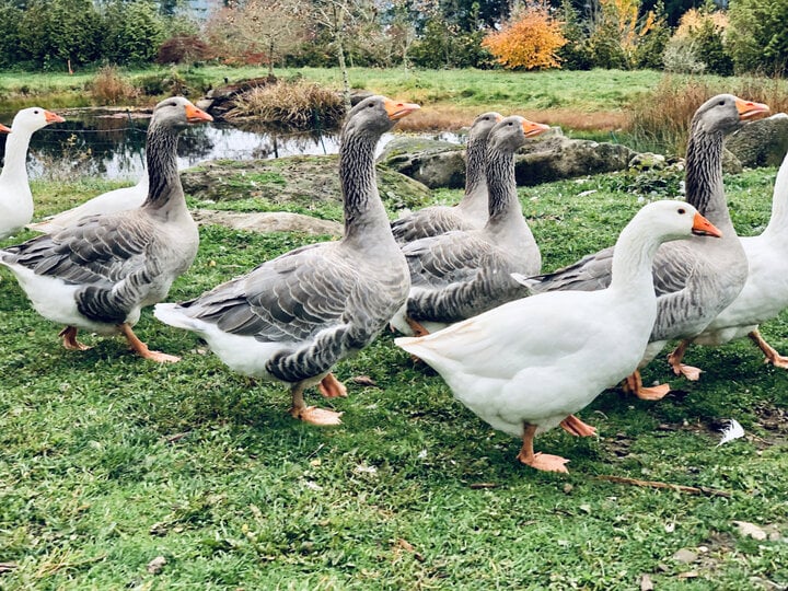 Bí quyết nhổ lông vịt dễ dàng-2