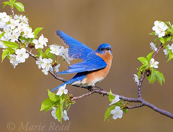 Trước Tết Nguyên đán, 4 con giáp thoát khó khăn, tiền đầy túi, tình đầy tim, không có gì phải lo lắng-2