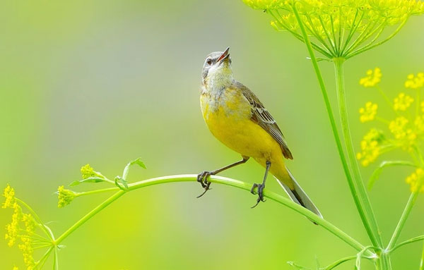 Trước Tết Nguyên đán, 4 con giáp thoát khó khăn, tiền đầy túi, tình đầy tim, không có gì phải lo lắng-4
