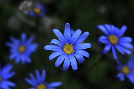 Tử vi ngày 21/11/2023: Tuổi Mão tiểu nhân cản trở, tuổi Tuất thành tích xuất sắc