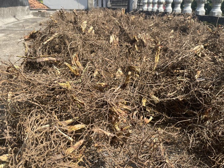 Rễ của loài cây độc có thể gây chết người được thương lái mua giá 120.000 đồng/kg-3