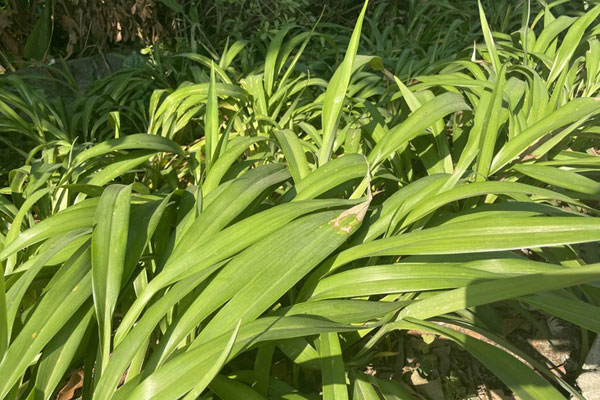 Lá non của cây này bán 200.000 đồng/kg, nhà vườn thu không đủ bán-3