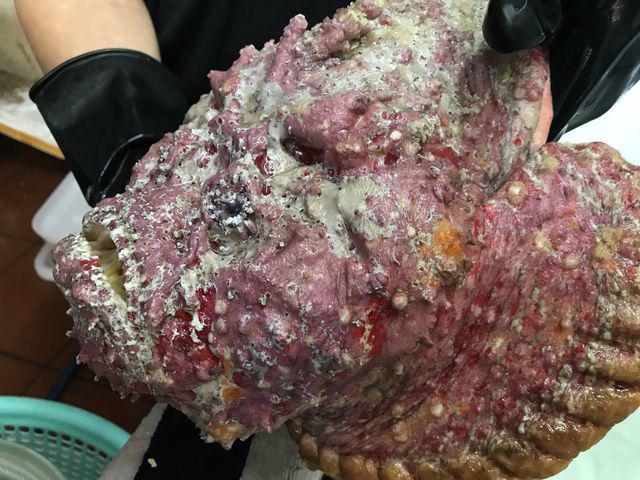 Loài cá xấu xí nhất thế giới, nay lên đĩa thành hải sản giá gần 2 triệu đồng-1