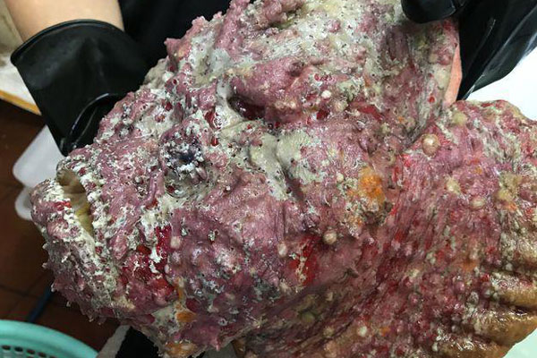 Nghề phẫu thuật thẩm mỹ cho... cá: Sơ sẩy là mất tiền tỷ!-6