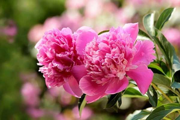 Tử vi ngày 22/11/2023: Tuổi Thìn áp lực đặc biệt, tuổi Dậu tràn ngập niềm vui-4