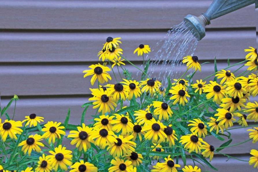 Trồng cây cảnh mùa đông sợ nhất 4 loại nước chết người này, tưới một muỗng, chết cả chậu-1